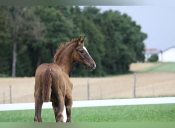 Duits sportpaard, Hengst, veulen (05/2024), Donkere-vos