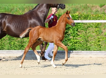 Duits sportpaard, Hengst, Veulen (04/2025), Donkere-vos