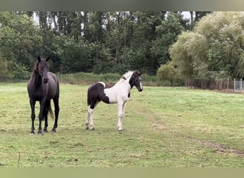 Duits sportpaard, Hengst, veulen (05/2024), Gevlekt-paard