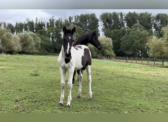 Duits sportpaard, Hengst, veulen (05/2024), Gevlekt-paard