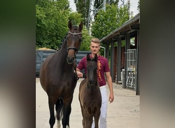 Duits sportpaard, Hengst, , Zwart
