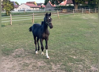 Duits sportpaard, Hengst, Veulen (04/2026), Zwartbruin