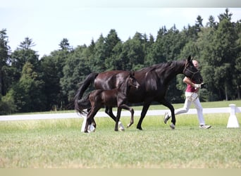 Duits sportpaard, Hengst, Veulen (05/2025), Zwartbruin