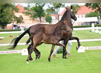 Duits sportpaard, Hengst, Veulen (05/2026), Zwartbruin