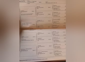 Duits sportpaard, Hengst, veulen (04/2023), Zwartschimmel