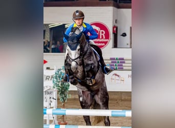 Duits sportpaard, Hengst, veulen (04/2023), Zwartschimmel