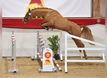 Duits sportpaard, Hengst, 4 Jaar, 169 cm, Vos