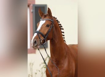Duits sportpaard, Hengst, 11 Jaar, 168 cm, Vos