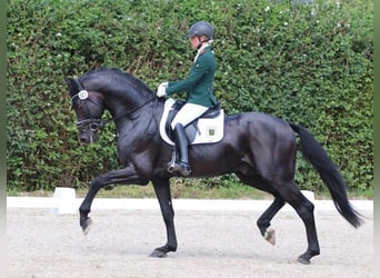Duits sportpaard, Hengst, 11 Jaar, 170 cm, Zwart