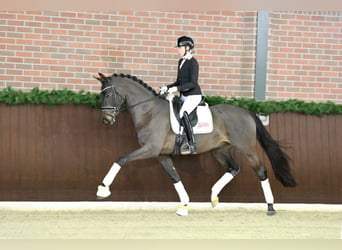 Duits sportpaard, Hengst, 6 Jaar, 172 cm, Zwartbruin