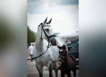 Duits sportpaard, Merrie, 10 Jaar, 160 cm, Schimmel