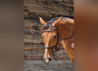 Duits sportpaard, Merrie, 10 Jaar, 162 cm, Bruin