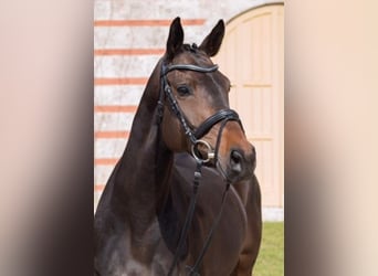 Duits sportpaard, Merrie, 10 Jaar, 162 cm, Donkerbruin