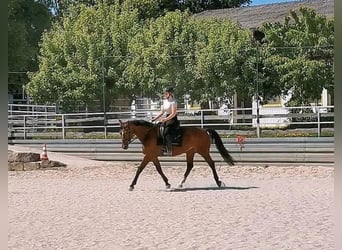 Duits sportpaard, Merrie, 10 Jaar, 163 cm, Roodbruin