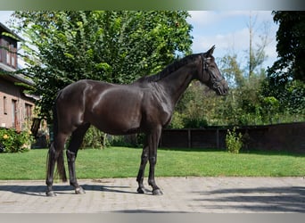 Duits sportpaard, Merrie, 10 Jaar, 164 cm, Zwart