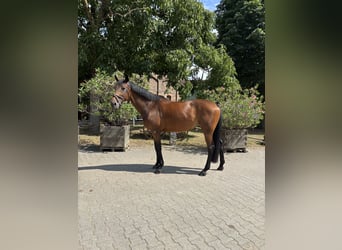 Duits sportpaard, Merrie, 10 Jaar, 165 cm, Bruin