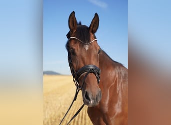 Duits sportpaard, Merrie, 10 Jaar, 165 cm, Bruin
