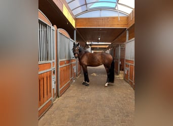 Duits sportpaard, Merrie, 10 Jaar, 165 cm, Bruin