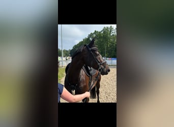 Duits sportpaard, Merrie, 10 Jaar, 165 cm, Donkerbruin