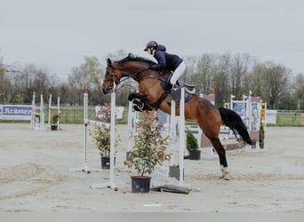 Duits sportpaard, Merrie, 10 Jaar, 166 cm, Bruin