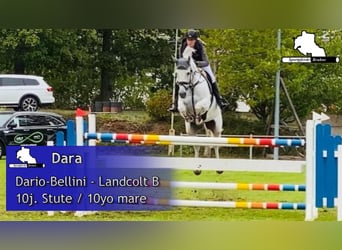 Duits sportpaard, Merrie, 10 Jaar, 166 cm, Schimmel