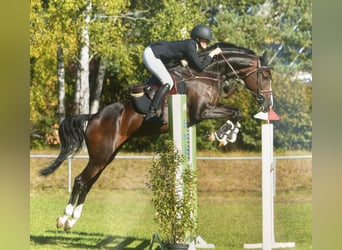 Duits sportpaard, Merrie, 10 Jaar, 167 cm, Zwartbruin