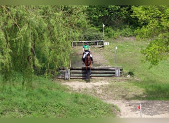 Duits sportpaard, Merrie, 10 Jaar, 168 cm, Brauner