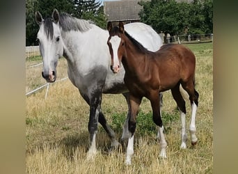 Duits sportpaard, Merrie, 10 Jaar, 168 cm, Schimmel