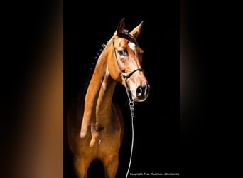 Duits sportpaard, Merrie, 10 Jaar, 172 cm, Donkerbruin