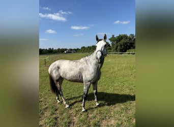 Duits sportpaard, Merrie, 10 Jaar, 173 cm, Blauwschimmel