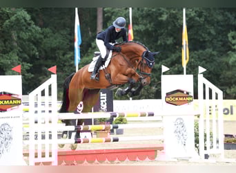 Duits sportpaard, Merrie, 10 Jaar, 173 cm, Bruin