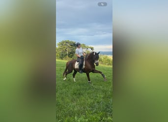 Duits sportpaard, Merrie, 10 Jaar, 173 cm, Donkere-vos