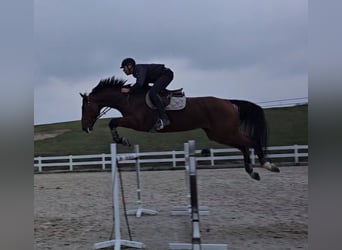 Duits sportpaard, Merrie, 10 Jaar, 174 cm, Roodbruin