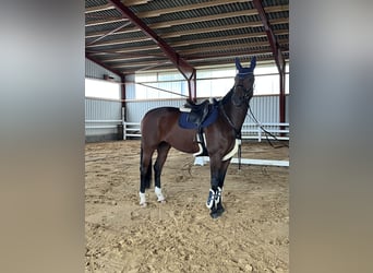 Duits sportpaard, Merrie, 10 Jaar, 175 cm, Bruin