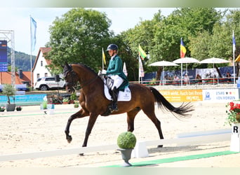 Duits sportpaard, Merrie, 10 Jaar, 175 cm, Donkerbruin