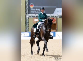 Duits sportpaard, Merrie, 10 Jaar, 175 cm, Donkerbruin