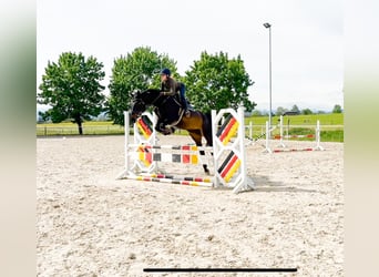 Duits sportpaard, Merrie, 10 Jaar, 176 cm, Donkerbruin