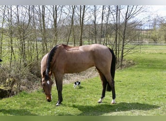 Duits sportpaard, Merrie, 11 Jaar, 160 cm, Lichtbruin
