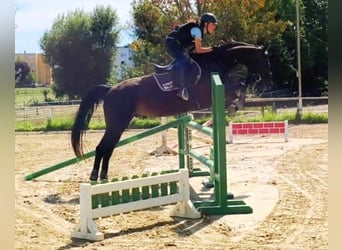 Duits sportpaard, Merrie, 11 Jaar, 163 cm, Zwartbruin