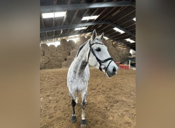 Duits sportpaard, Merrie, 11 Jaar, 164 cm, Appelschimmel