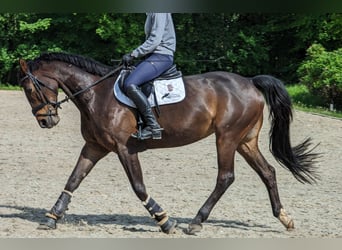 Duits sportpaard, Merrie, 11 Jaar, 164 cm, Donkerbruin