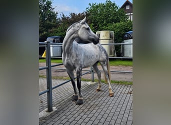 Duits sportpaard, Merrie, 11 Jaar, 165 cm, Appelschimmel