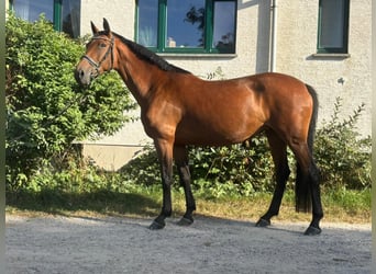 Duits sportpaard, Merrie, 11 Jaar, 165 cm, Bruin