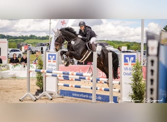 Duits sportpaard, Merrie, 11 Jaar, 165 cm, Donkerbruin