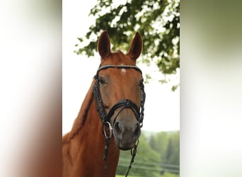 Duits sportpaard, Merrie, 11 Jaar, 165 cm, Vos