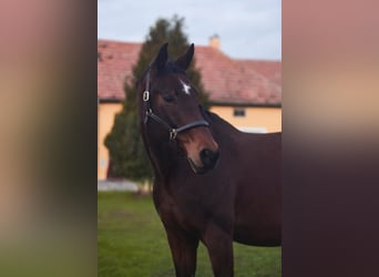 Duits sportpaard, Merrie, 11 Jaar, 168 cm, Bruin