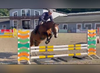 Duits sportpaard, Merrie, 11 Jaar, 168 cm, Bruin