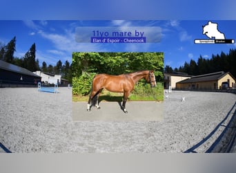 Duits sportpaard, Merrie, 11 Jaar, 168 cm, Bruin