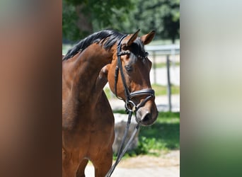 Duits sportpaard, Merrie, 11 Jaar, 168 cm, Donkerbruin