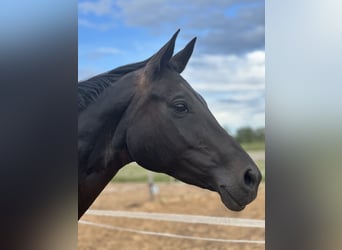 Duits sportpaard, Merrie, 11 Jaar, 168 cm, Zwartbruin